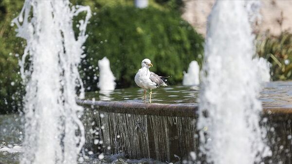 Sıcak hava-martı - Sputnik Türkiye