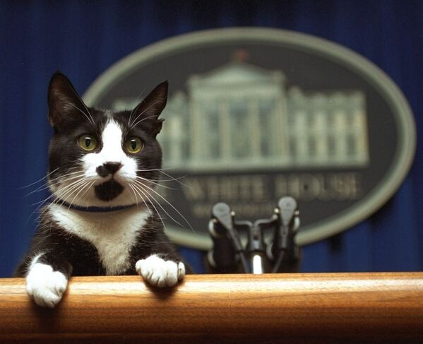 Eski ABD Başkanı Bill Clinton'ın  kedisi Socks, 1990'larda dünyanın en ünlü kedisi olarak biliniyordu. Socks, ABD tarihinde  Beyaz Saray'ın tamamını dolaşan tek kediydi
 - Sputnik Türkiye