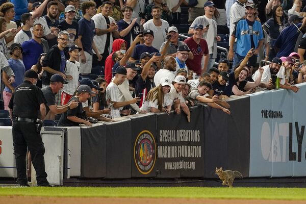 New York'ta düzenlenen beyzbol maçında sahaya giren kedi, izleyicileri gülümsetti - Sputnik Türkiye