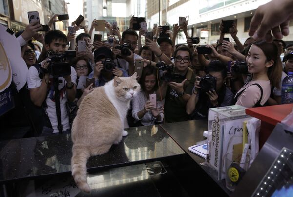 Hong Kong'da bir mağazada yaşayan ve ülke genelinde ün kazanan Brother Cream isimli  kedi, kameraların önünde poz veriyor - Sputnik Türkiye
