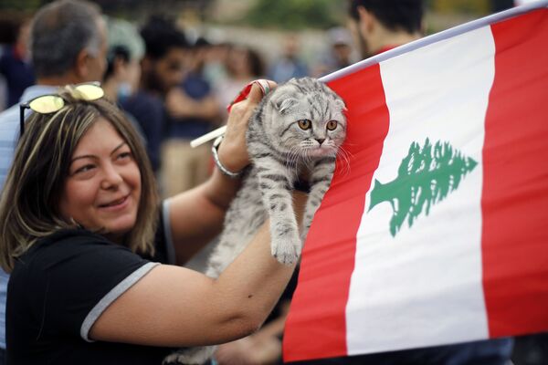 Lübnan'ın başkenti Beyrut'ta düzenlenen hükümet karşıtı  gösterilere sahibiyle birlikte 'katılan' kedi - Sputnik Türkiye