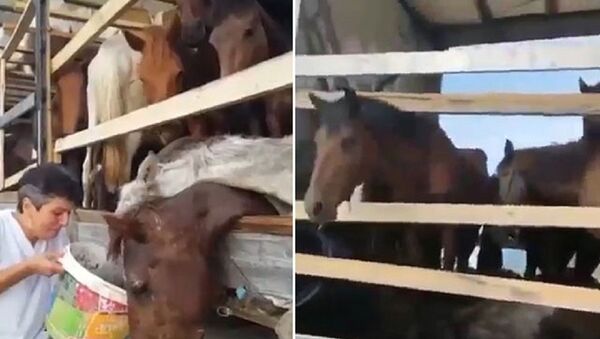Kırgızistan'a götüreceği atları TIR parkında ölüme terk etti - Sputnik Türkiye