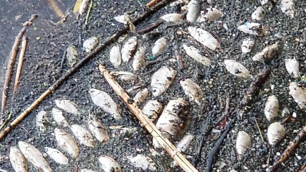 Gediz Nehri'ndeki toplu balık ölümleri korkuttu - Sputnik Türkiye