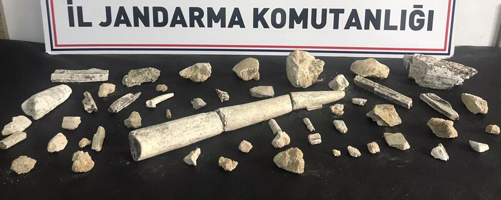 fildişi fosilleri - Sputnik Türkiye, 1920, 11.08.2021