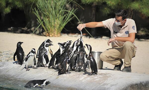 Türkiye’deki Avrupa Hayvanat Bahçeleri ve Akvaryumlar Birliği’ne (EAZA) üye 3 hayvanat bahçesinden biri olan Bursa Hayvanat Bahçesi’ndeki Afrika penguenleri, taze sardalya ile besleniyor.  - Sputnik Türkiye