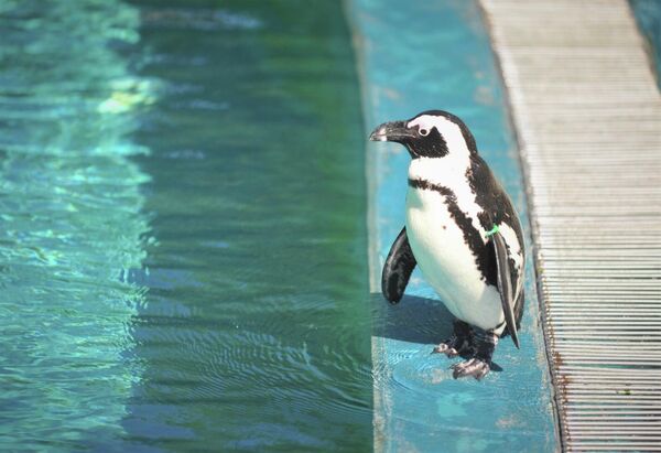 Sevim, Penguenler için özel bir barınağımız var. Burada 3'ü yavru olmak üzere penguenler bulunuyor. Doğal ortamlarında yaşayan hayvanlar serinlemek için havuza giriyorlar” dedi. - Sputnik Türkiye