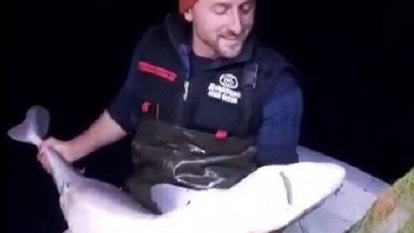 Trabzonlu balıkçı Ali Osman Erçin'in ağına takılan köpekbalıkları  - Sputnik Türkiye