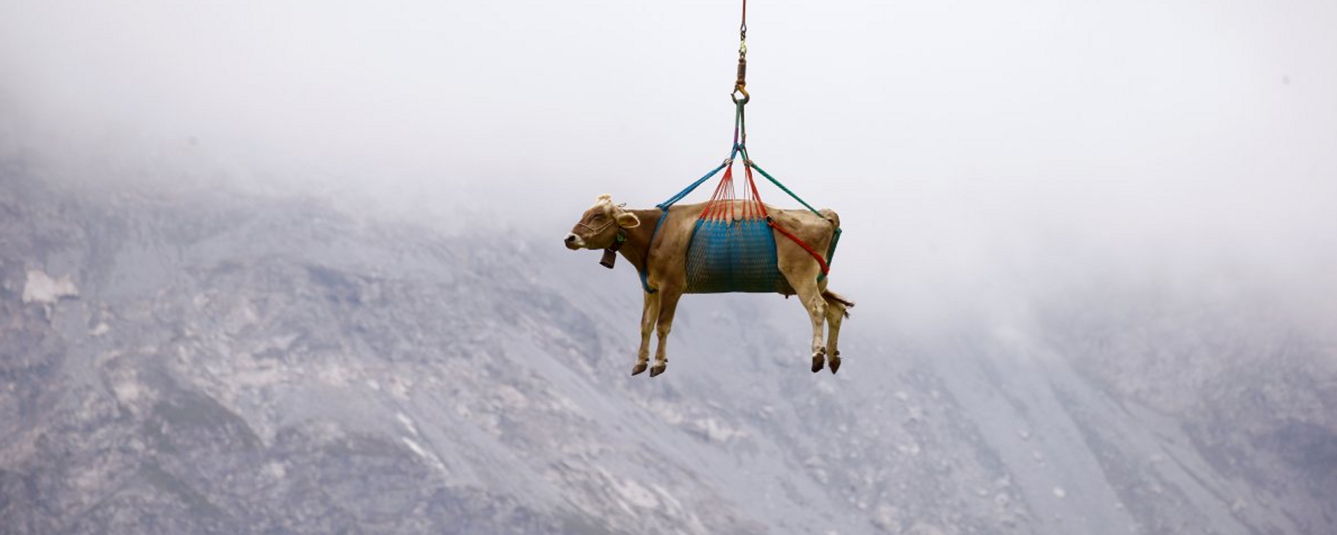İsviçre'de yaralanan inekler helikopterle taşındı - Sputnik Türkiye, 1920, 28.08.2021