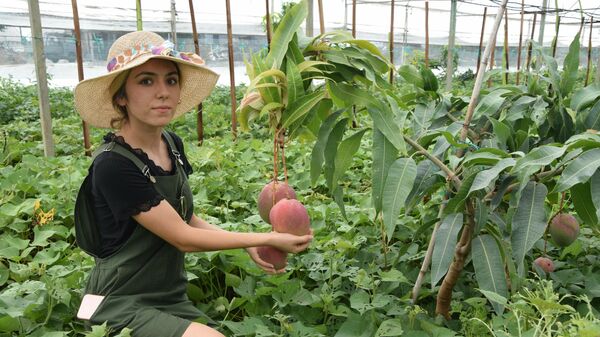Mezun olup çiftçiliğe başlayan üniversiteli Burçin, ilk mango hasadını yaptı - Sputnik Türkiye