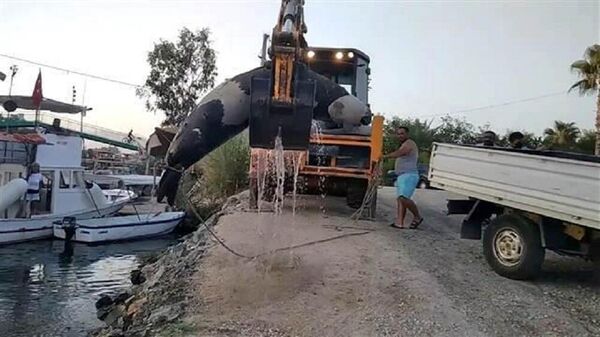 Fethiye’de 300 kilo ağırlığında ölü fok bulundu - Sputnik Türkiye