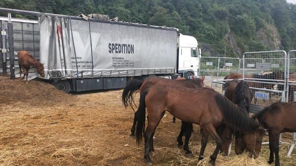 Artvin'de 33 atı uygunsuz koşullarda taşıyan kişiye 49 bin 500 lira ceza - Sputnik Türkiye