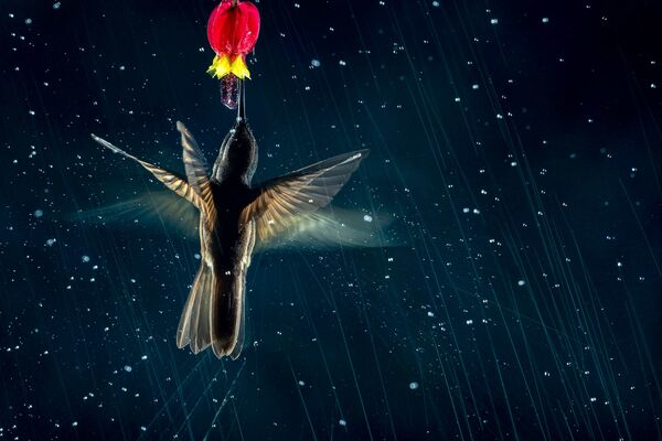 2021 Yılın Kuş Fotoğrafçısı yarışmasının kazananları - Sputnik Türkiye