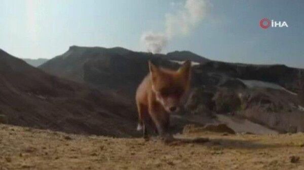 Rusya'da bir tilki yanardağı görüntüleyen kamerayı kapıp kaçtı
 - Sputnik Türkiye