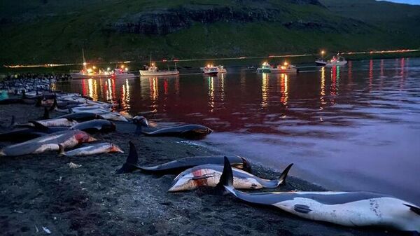 Faroe Adaları'nda kanlı av: Bin 500 yunus katledildi - Sputnik Türkiye