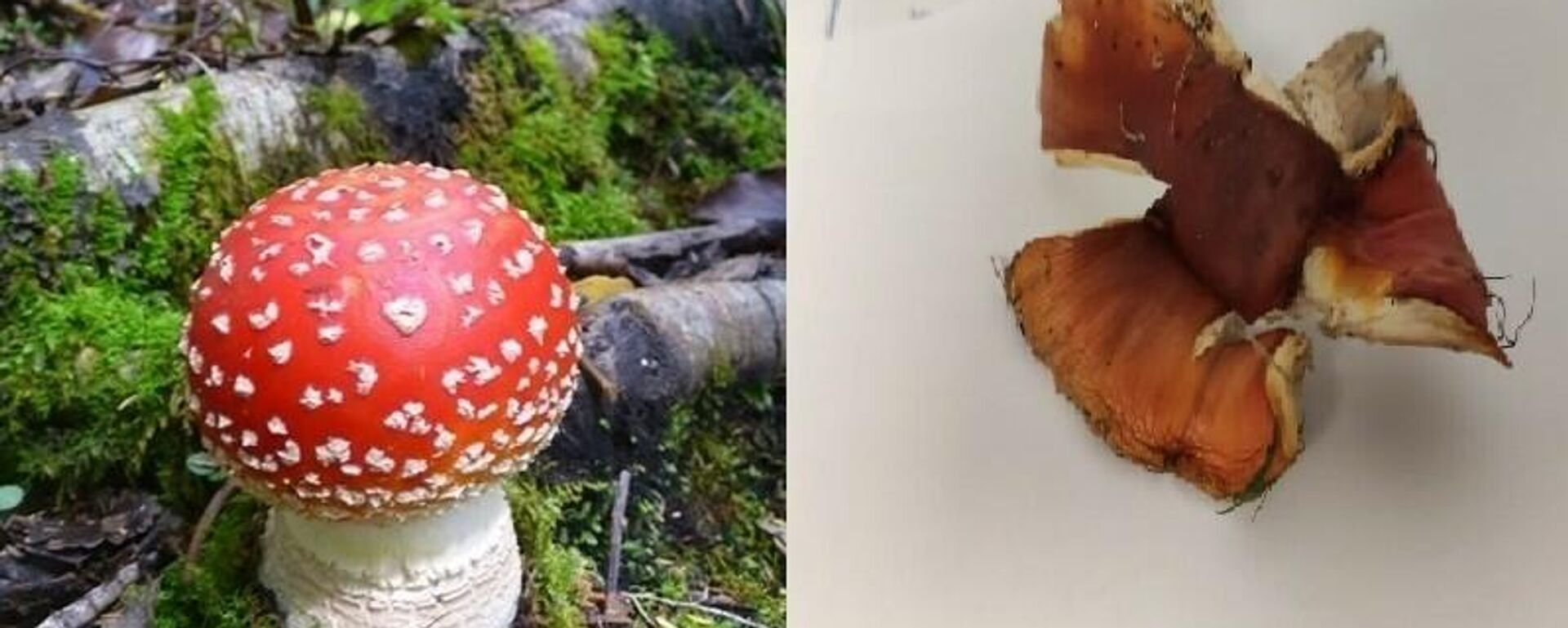 Doğu Karadeniz, mantar zehirlenmesi, sinek mantarı - Sputnik Türkiye, 1920, 16.09.2021