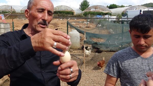 Yumurtanın taze olup olmadığını saptayan tavuk yetiştiricisi - Sputnik Türkiye
