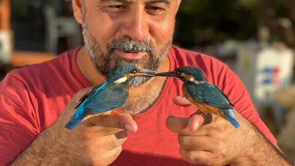 Cama çarpan iki yalıçapkını kuşu, Antalya - Sputnik Türkiye