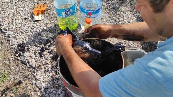 Zifte yapışan 3 köpek yavrusu hayvansever öğretmenin sayesinde kurtarıldı - Sputnik Türkiye
