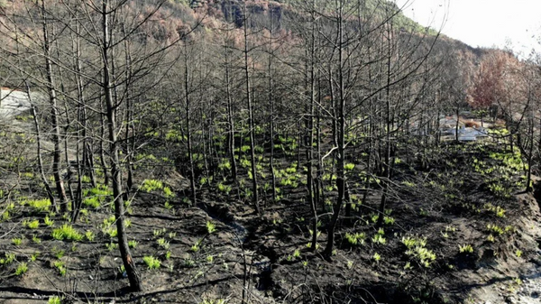 Osmaniye'de yanan ağaçlar yeniden yeşillenmeye başladı - Sputnik Türkiye