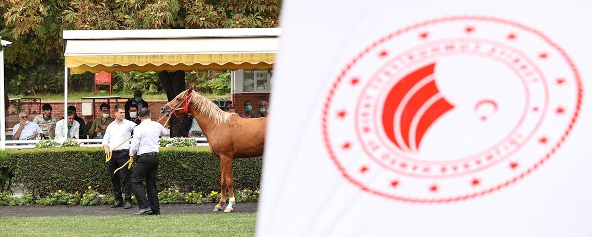 Veliefendi Hipodromu, safkan at satışı - Sputnik Türkiye, 1920, 28.09.2021