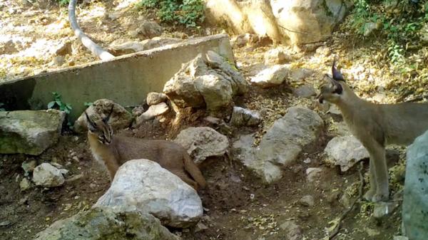 'Ormanın hayalet kedisi' Antalya'da görüntülendi - Sputnik Türkiye