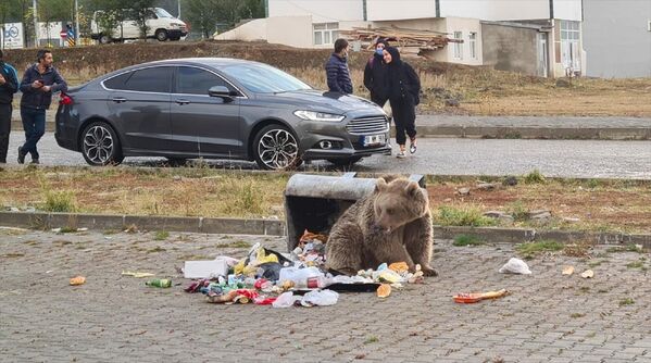Ormanlık alana yakın bir yerleşim yeri olan TOKİ konutları bölgesine gelen boz ayı, çöp konteynerlerini devirerek yiyecek aradı. - Sputnik Türkiye