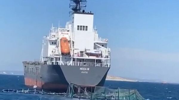 Yük gemisi balık havuzuna girdi, bir milyon balık denize kaçtı - Sputnik Türkiye