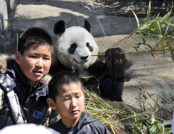 Японские мальчики на фоне панды в зоопарке Уэно в Токио - Sputnik Türkiye