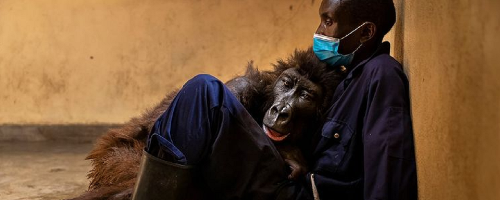 Selfie çekinirken poz veren goril olarak bilinen Ndakasi, 14 yaşında hayatını kaybetti. Ndakasi, 14 yıl önce kendisini bulan bakıcısının kollarında can verdi. - Sputnik Türkiye, 1920, 06.10.2021