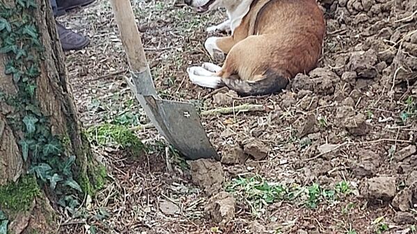 Yoldaş sokak köpeği - Sputnik Türkiye