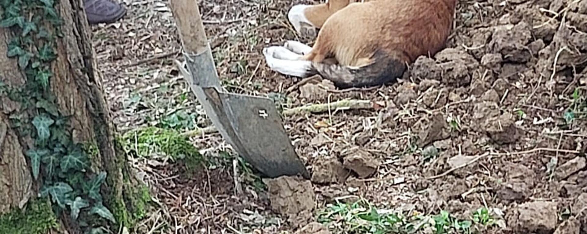 Yoldaş sokak köpeği - Sputnik Türkiye, 1920, 17.10.2025