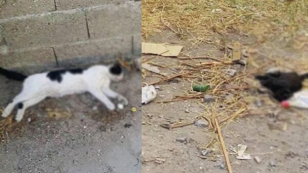 Yavru kedileri zehirlediler - Sputnik Türkiye