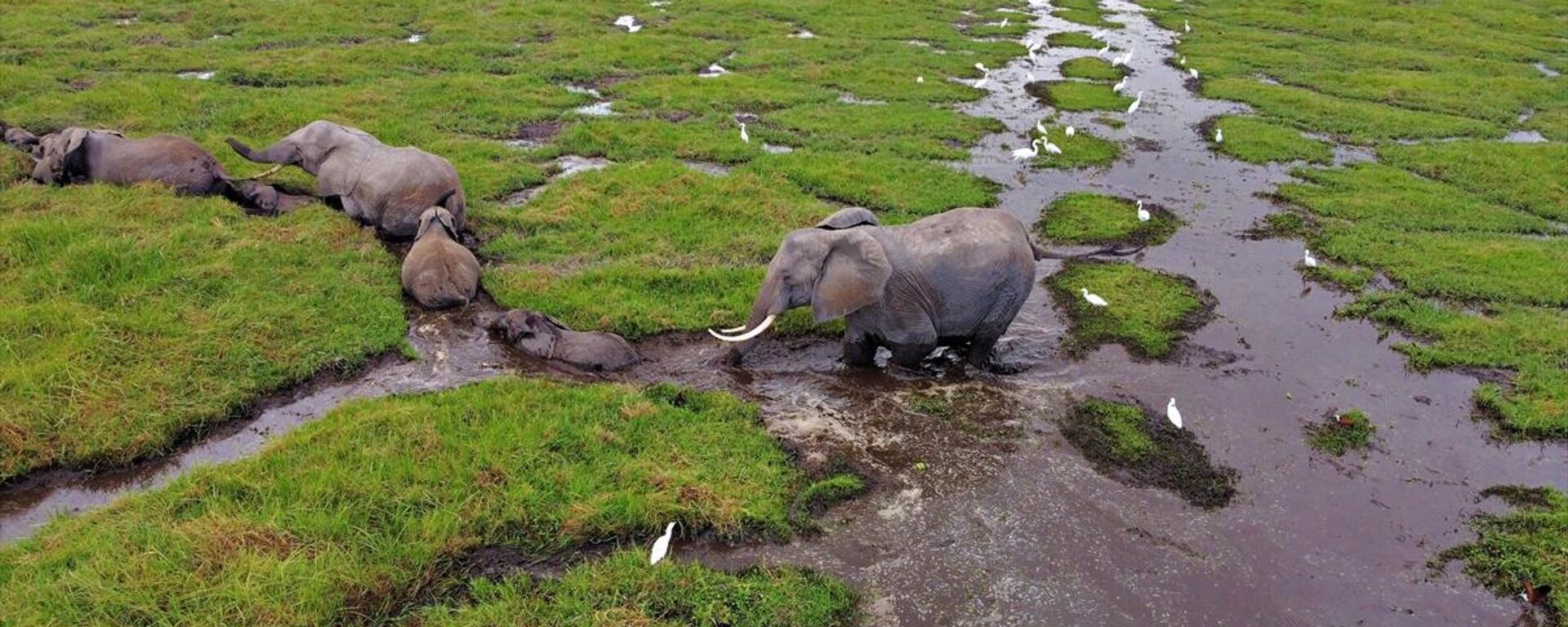 Kenya'daki Amboseli Ulusal Parkı fillerdeki doğum patlamasının sevincini yaşıyor. - Sputnik Türkiye, 1920, 10.10.2021