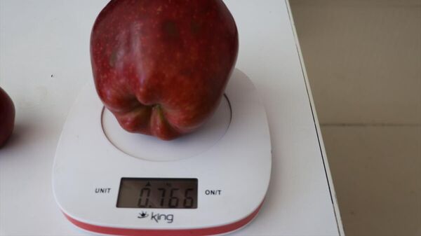Isparta'da bir üreticinin bahçesinde yetişen 766 gramlık elma, soğuk hava deposunda sergileniyor. - Sputnik Türkiye