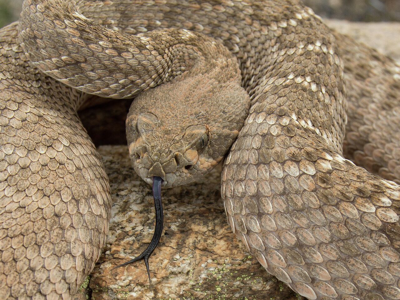 Xotinimni dostimga berdim (ruscha video)