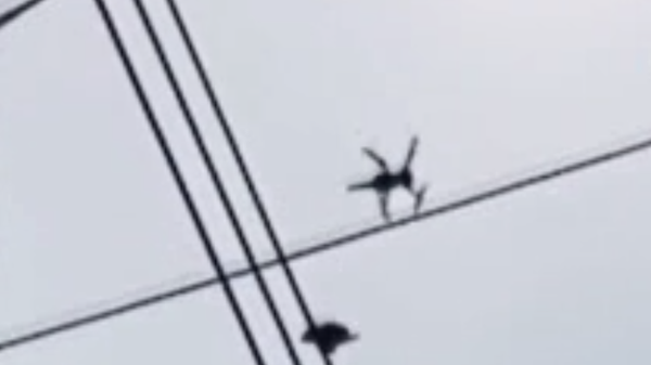 Elektrik teline asılı kalan güvercin, bıçak bağlanan drone ile kurtarıldı - Sputnik Türkiye