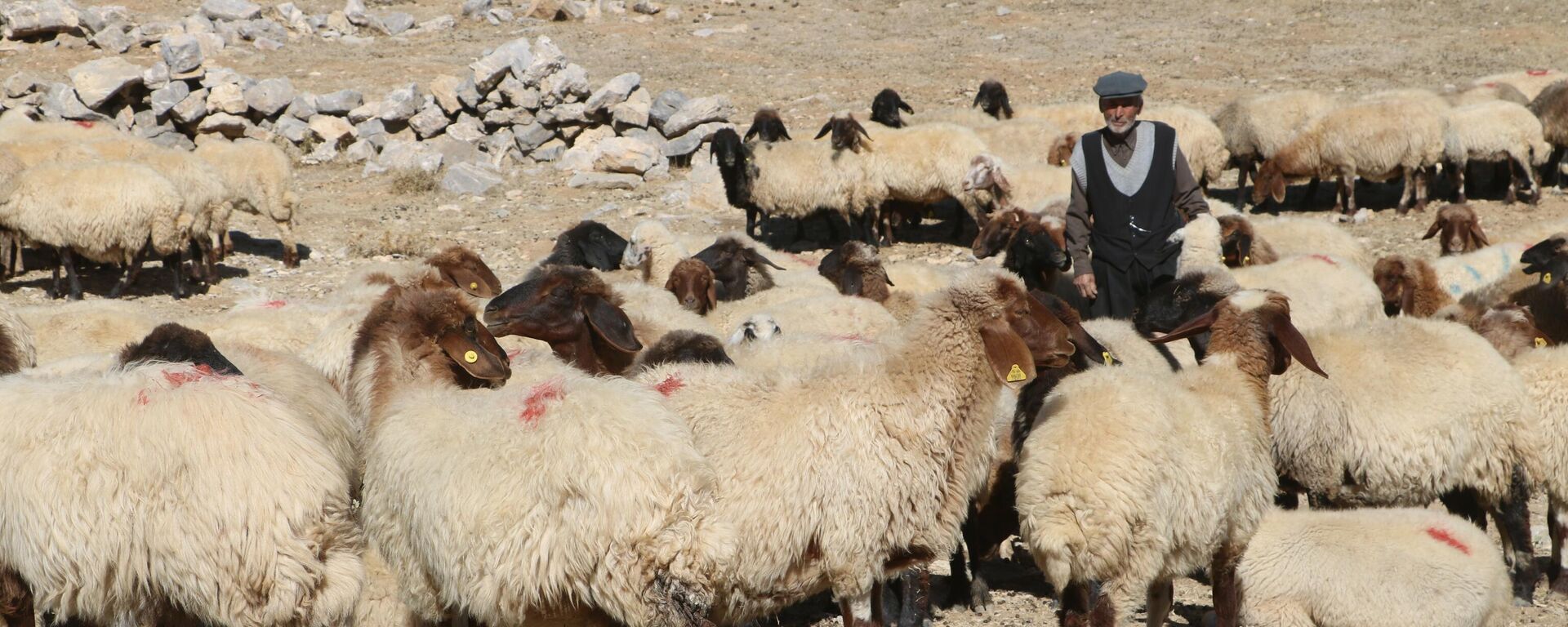 Türkiye ekonomisinin mihenk taşlarından olan tarım ve hayvancılık sektöründe son zamanlarda baş gösteren çoban sıkıntısı Malatya'da da sektörü olumsuz yönde etkiliyor.  - Sputnik Türkiye, 1920, 15.10.2021