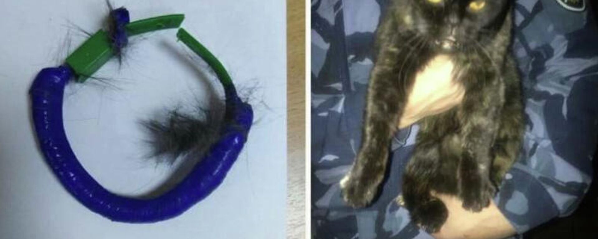 Rusya'da bir hapishanede boynundaki tasmayla uyuşturucu madde taşıdığı tespit edilen kedi yakalandı. - Sputnik Türkiye, 1920, 20.10.2021