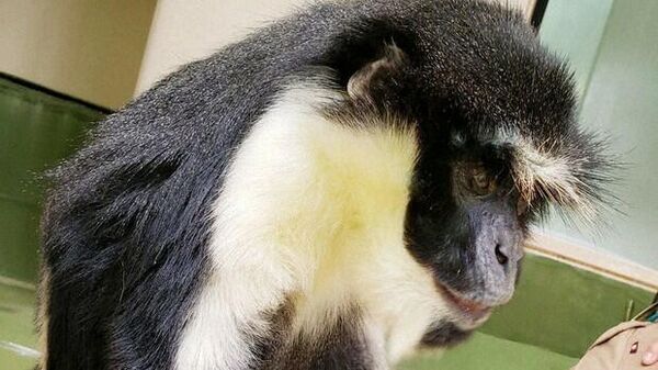 Koruma altındaki 'dünyanın en yaşlı Diana maymunu' öldü - Sputnik Türkiye