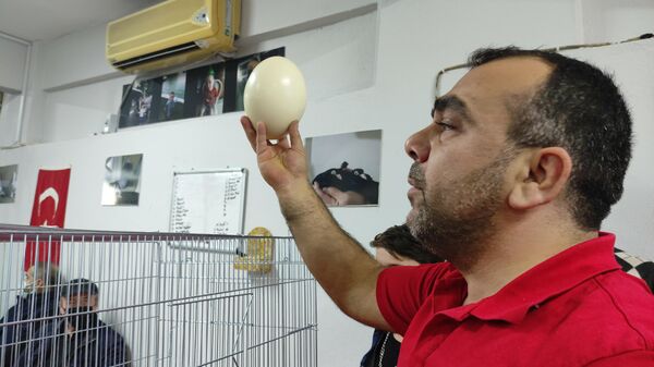 Deve kuşu yumurtasını almak için yarıştılar: ‘Kırıp tadına bakacağım’
 - Sputnik Türkiye