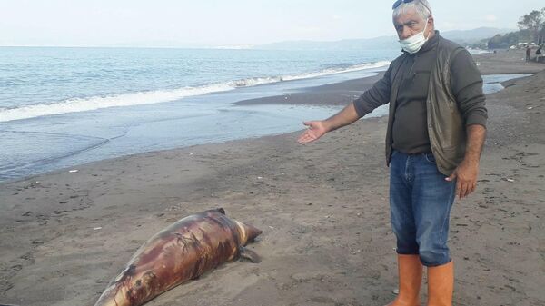 Kurşunlanarak öldürülen yunus balığı kıyıya vurdu - Sputnik Türkiye