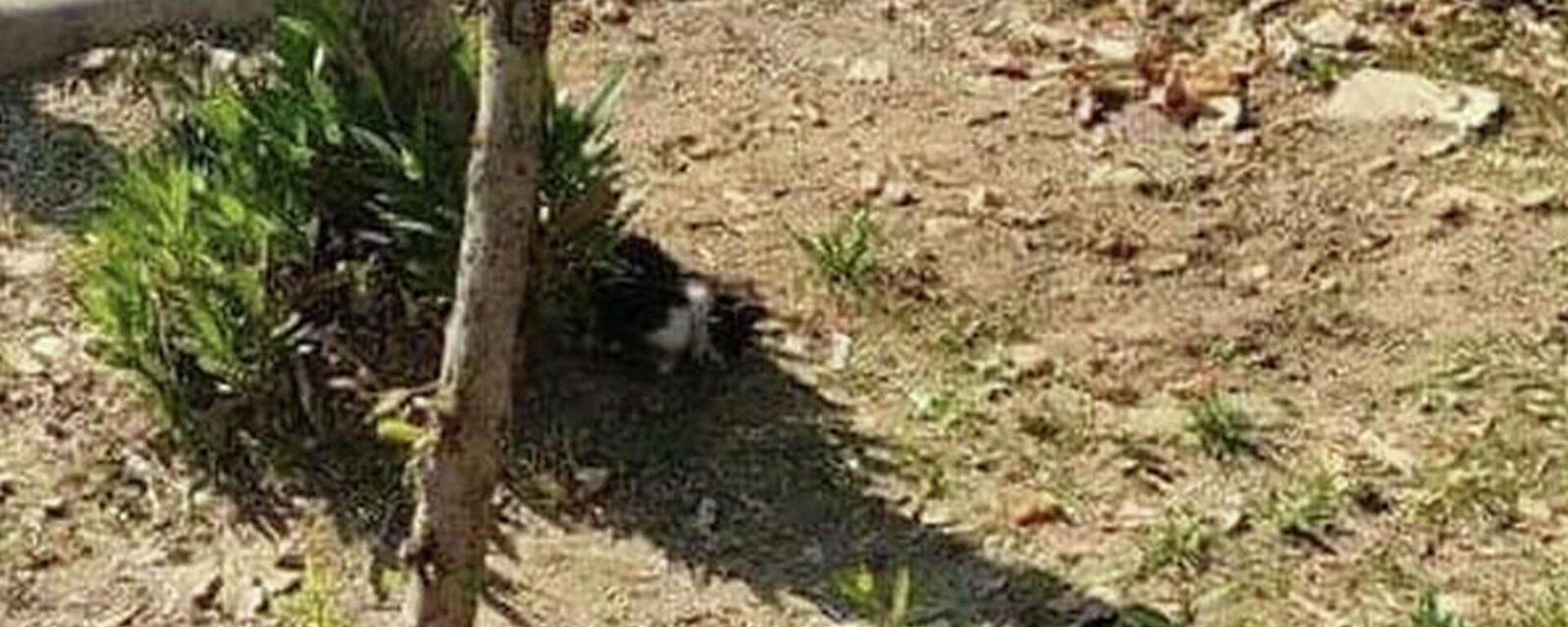 Manisa'nın Turgutlu ilçesinde, ayakları kesilen 2 kedi ölü bulundu. Sosyal medyada paylaşılan görüntüler üzerine polis, olayı gerçekleştiren kişi ya da kişilerin yakalanması için inceleme başlattı. - Sputnik Türkiye, 1920, 30.10.2021