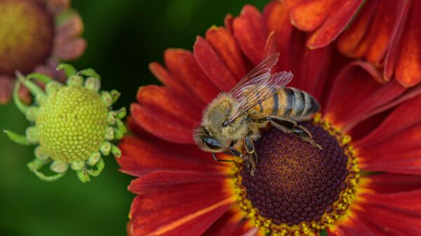 Bal arısı, çiçek - Sputnik Türkiye