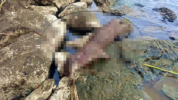 Koruma altındaki su samuru tüfekle ateş edilerek öldürüldü - Sputnik Türkiye