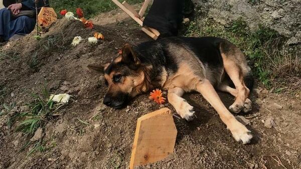 Vefalı köpek, ölen sahibinin mezarı başından bir an olsun ayrılmıyor - Sputnik Türkiye