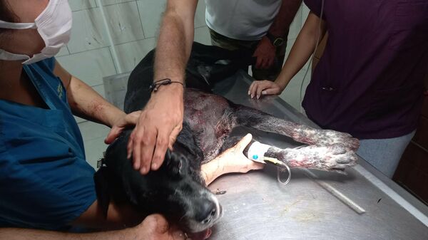 Köpeğin havlamasına sinirlenip tüfekle sahile indi: 3 kadın ve 1 köpeği yaraladı - Sputnik Türkiye