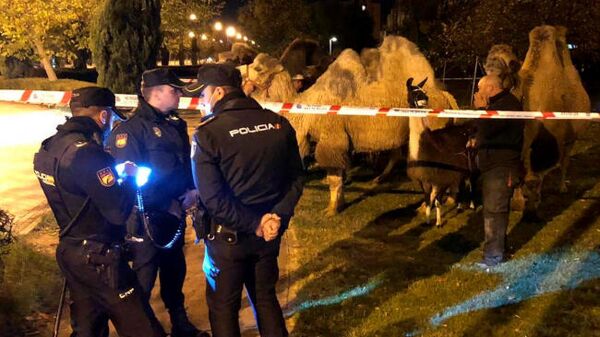 Çalıştırıldıkları sirkten kaçan sekiz deve ve bir lama, tüm gece Madrid sokaklarını turladı - Sputnik Türkiye