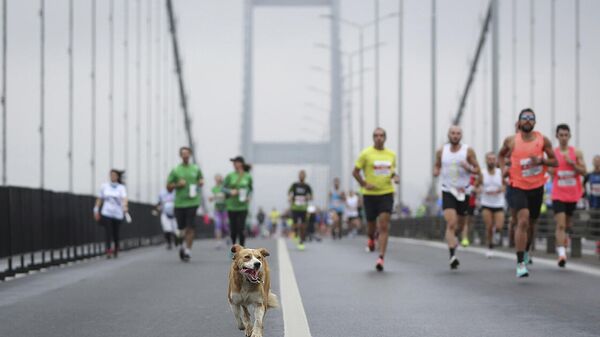 43. İstanbul Maratonu'nda halk koşusu yapıldı - Sputnik Türkiye