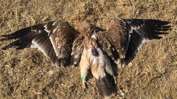 Konya ve Ankara'daki yırtıcı kuş ölümleriyle ilgili uyarı - Sputnik Türkiye