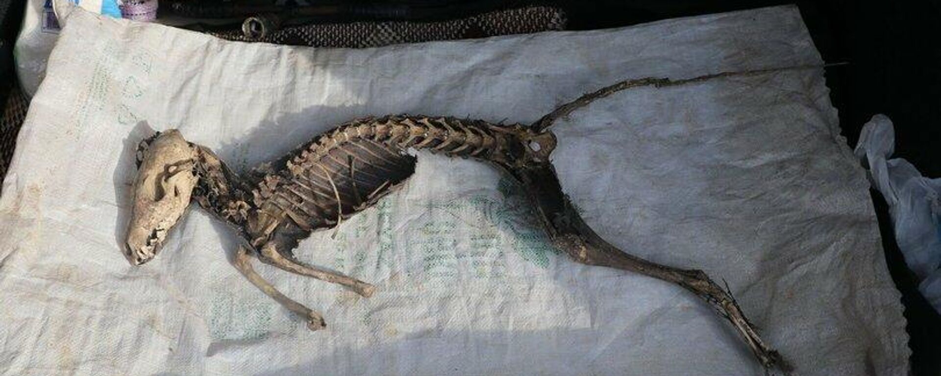 Iğdır Üniversitesi, kazıda bulunan hayvan iskeletinin türünü araştıracak - Sputnik Türkiye, 1920, 10.11.2021
